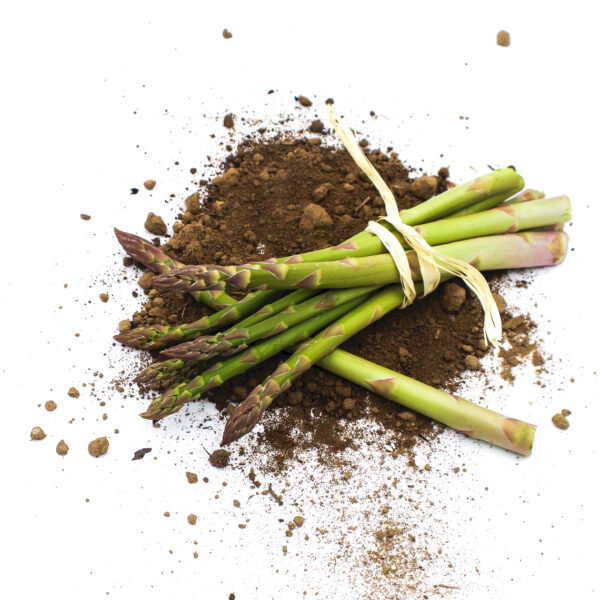 Asparagi Verdi