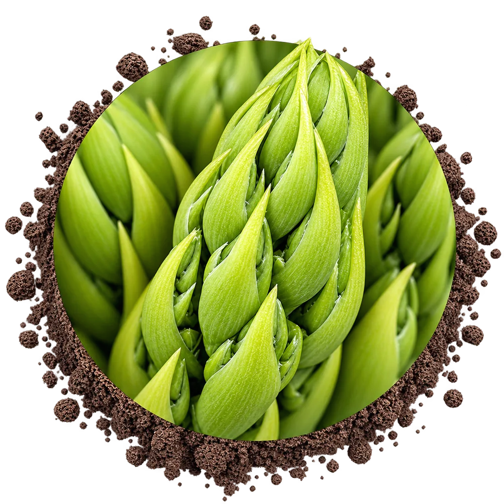 Asparagi Be-Orto