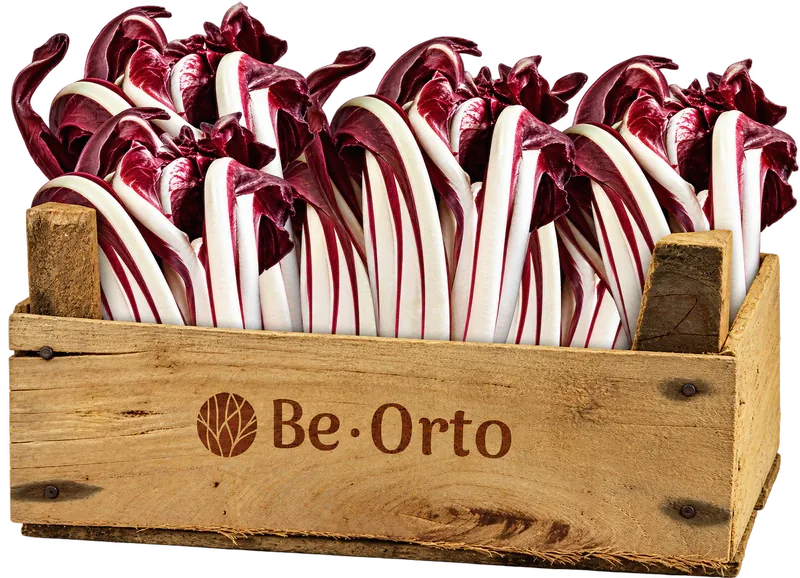 Radicchio rosso di Treviso
