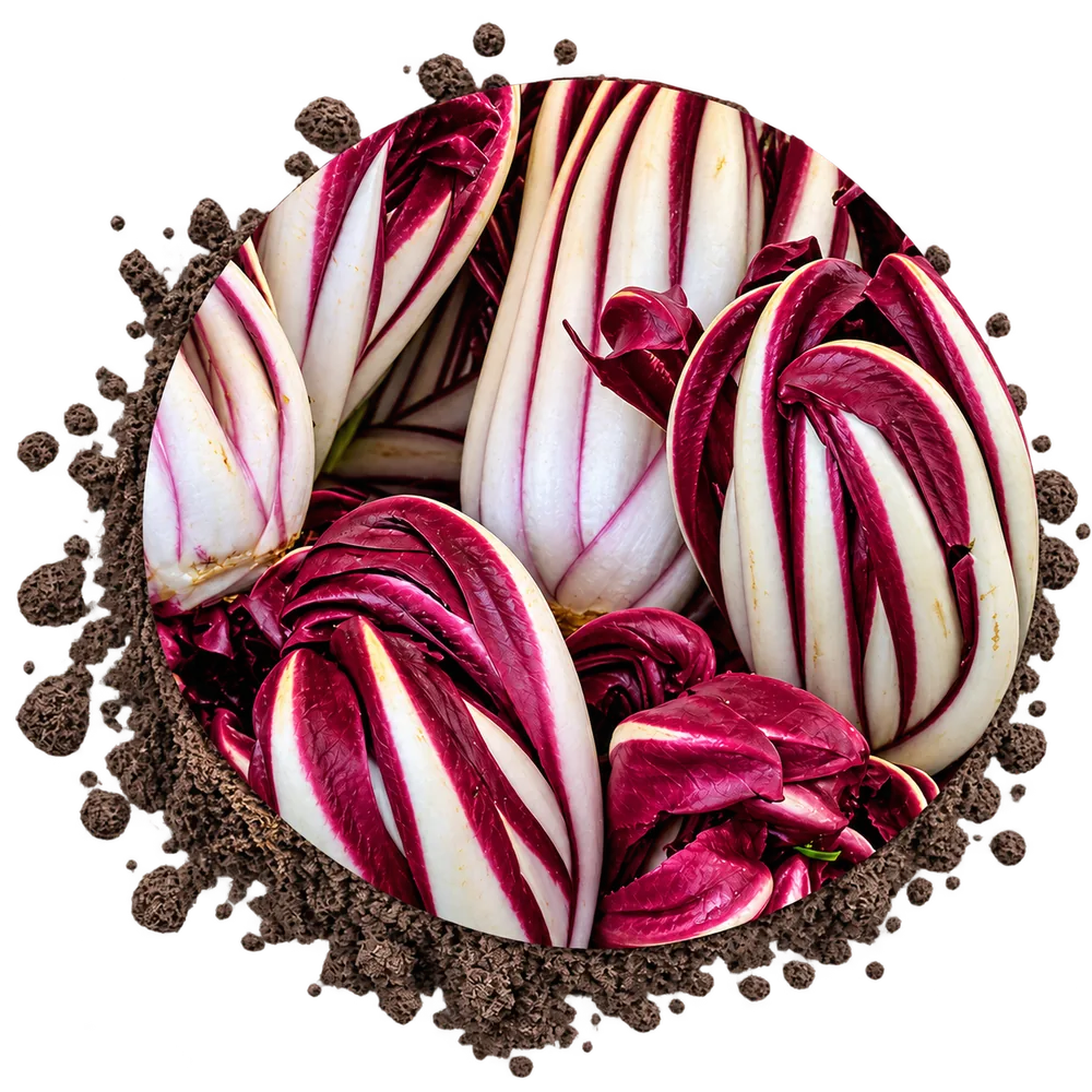 Radicchio Rosso di Treviso tardivo